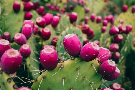 5 Edible Cacti And Succulents You Can Grow Indoors A Good Tree