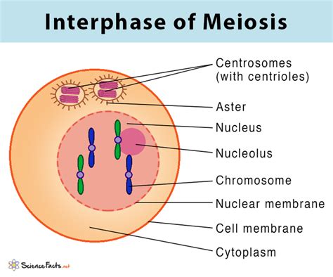 Meiosis Definition Stages And Purpose With Diagram