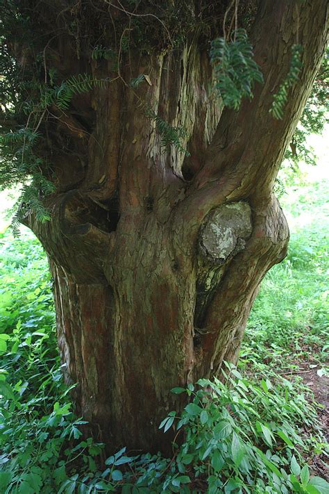 Oldest Trees Najstarsze Drzewa Cis W Bystrzycy Yew In Bystrzyca