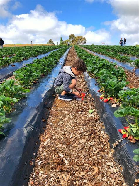Strawberry Picking Beerenberg - A great day out with the family!