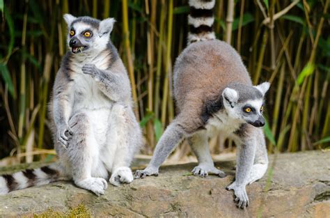 How Are Lemurs And Madagascar Unique Lemur Conservation Network
