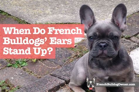 When Do French Bulldogs Ears Stand Up Info On Taping