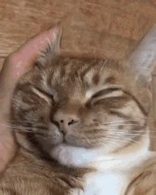 Cat Wake Up GIF Cat Wake Up Morning Discover Share GIFs