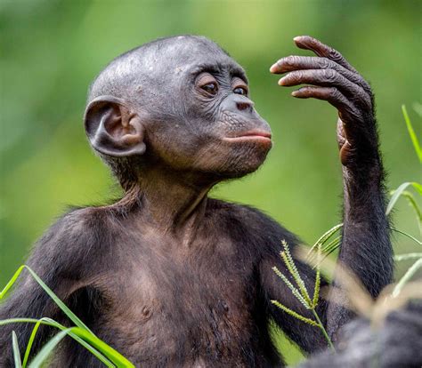 Chimps Return Favors Even If It Costs Them