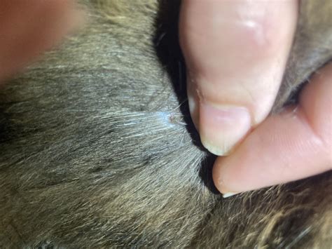 I Only Found Two “scabs” On My Cat I Dont See Any Visible Fleas Should