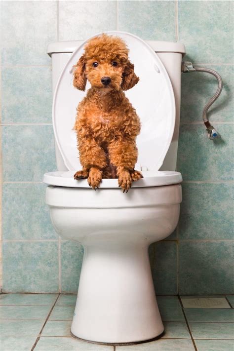 Dog Diarrhea Causes Remedies And Faqs Doodle Doods