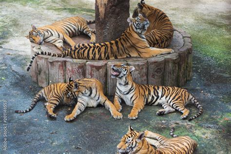 Group Of Bengal Tigers Resting Stock Photo Adobe Stock