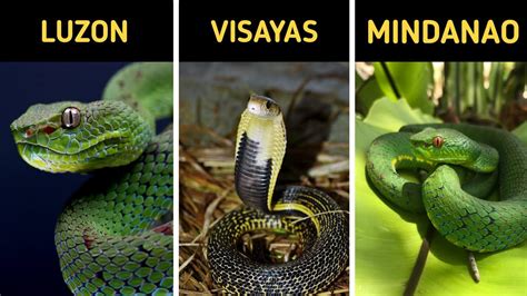 Top 10 Venomous Snakes In The Philippines You Should Know Earthgent