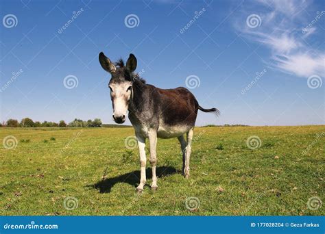 Wild Donkey On The Spring Meadow Stock Photo Image Of Colt Green