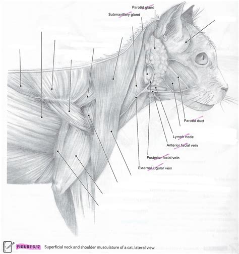 Figure 617 Superficial Neckshoulders Cat Lateral Diagram Quizlet