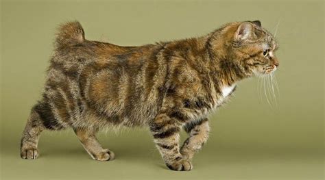 Everything You Need To Know About The Manx Cat Kittens Manx Kittens