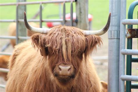Scottish Highlander Female Cow Christina Jasso Flickr