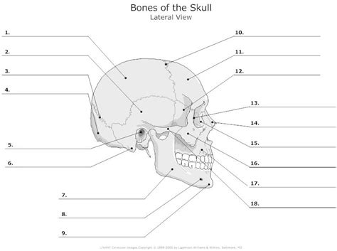 Upper leg bones diagram by now you might have heard but bills wide receiver cole beasley has some serious level of pain tolerance he broke a bone in using this technique dr upper leg bones diagram. Biomedical Science 191 > Crane > Flashcards > Topic 5 ...