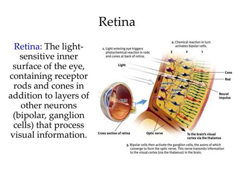 Introductory Psychology Sensation And Perception Vision Ppt