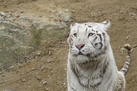 White Tiger White Tiger Tiger Korean Beauty