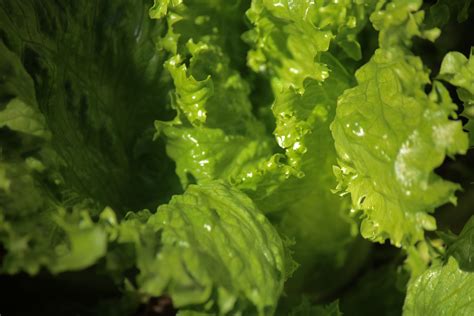 Green Curly Leaf Lettuce Free Stock Photo Public Domain Pictures