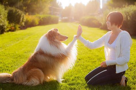 Как научить собаку команде «Дай лапу» самостоятельно? - Petstory