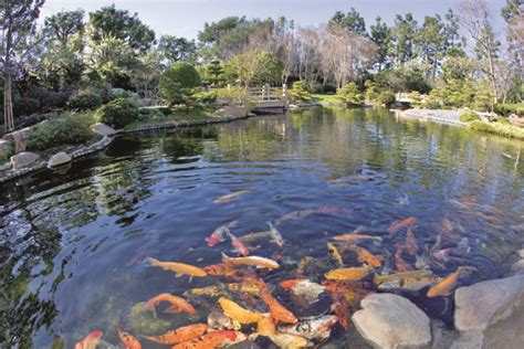 This traditional japanese garden is an absolute paradise filled with overflowing greenery, a moon bridge, and a koi pond. Earl Burns Miller Japanese Garden, Long Beach, CA ...