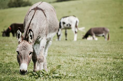 Donkeys On Grass Field · Free Stock Photo