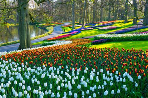 Your Guide To Seeing The Amsterdam Tulips At Their Peak Amsterdam