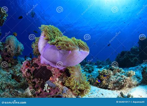 Sea Anemone In The Tropical Coral Reef Stock Image Image Of
