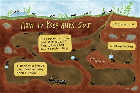 9 simple steps to get rid of ants and keep ants out