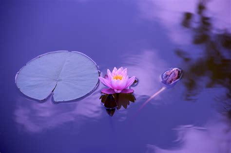 4k Lotus Flower Lily Pad Pond Aquatic Plant 4k Wallpapers Wallpapers