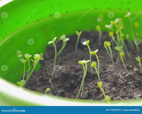 Young Seedling In Green Pot Small Forget Me Not Sprouts Under Sunlight