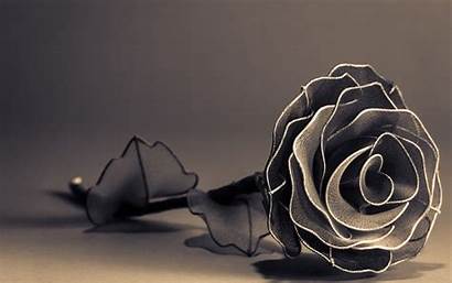 Rose 3d Wallpapers Roses Flower Single Backgrounds