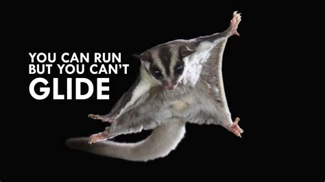 Sugar Glider The Airborne Marsupial YouTube