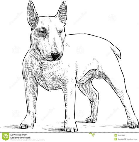 Young Bullterrier Stock Vector Image 48501642