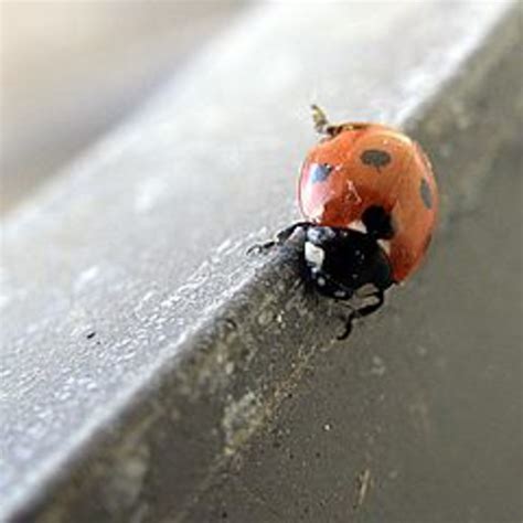 What To Do About Lots And Lots Of Ladybugs Horticulture