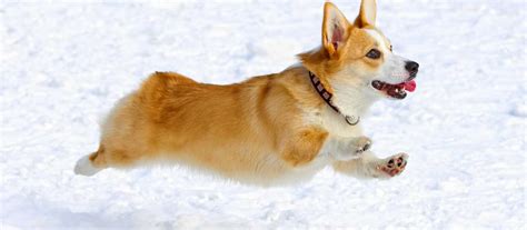 Pembroke Welsh Corgi Puppies For Sale Greenfield Puppies