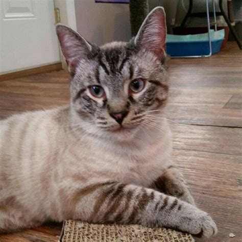 Lynx Point Siamese Cat Facts And Fun Thecatsite Atelier Yuwaciaojp