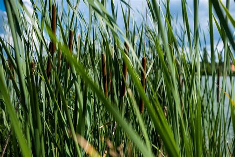 Reeds Field Plant Free Photo On Pixabay Pixabay