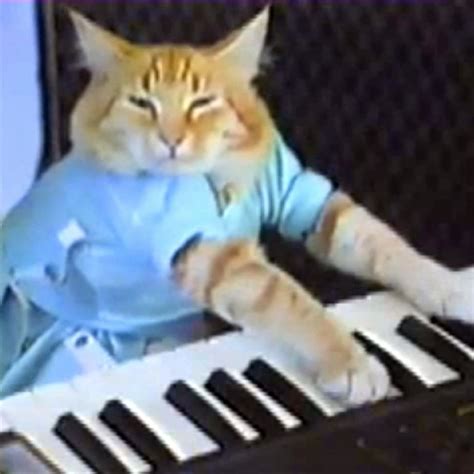 Keyboard Cat Know Your Meme