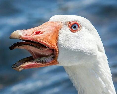 Terrifying ~ The Inside Of A Goose Mouth Weird Animals Funny Animals