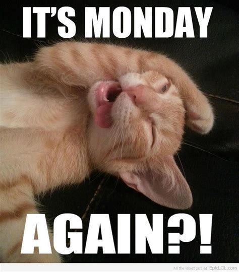 Its Monday Again Lisas Cats Cute Animals Funny Animals