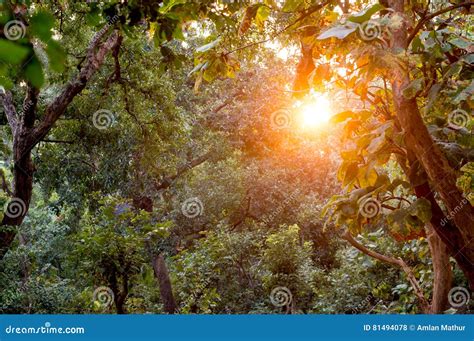 Sun Shines Through Dense Forest With Golden Light Stock Photo Image