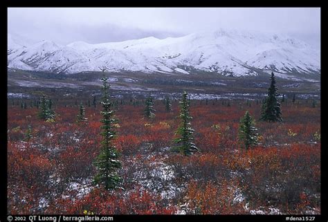 Picturephoto Spruce Trees Tundra And Peaks With Fresh Snow Denali