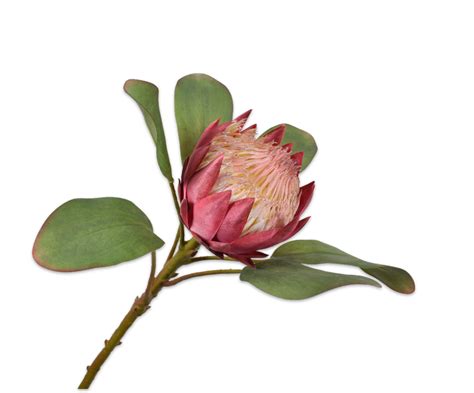 Protea Stem Pink 65 Cm