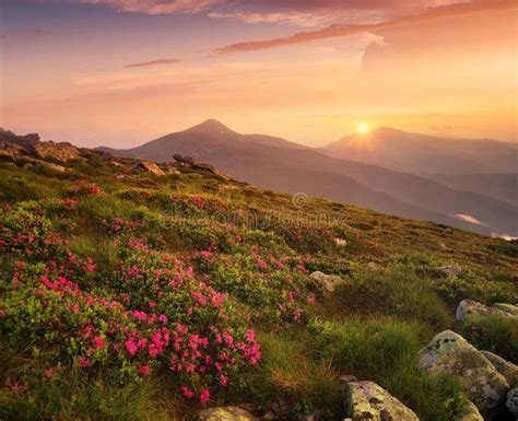 Flowers On The Mountain Field During Sunrise Beautiful Natural