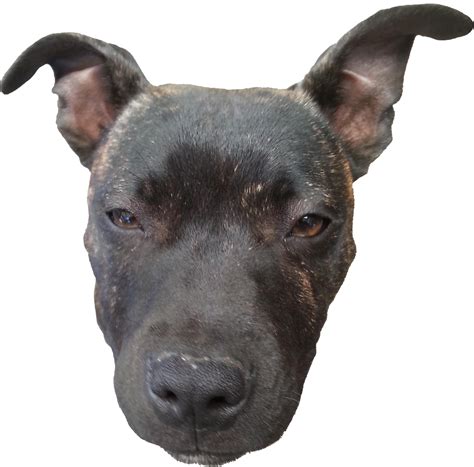 Dog Head Png Png Image Collection