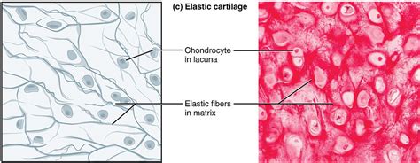 Cartilage Hyaline Elastic Fibrocartilage TeachMePhysiology