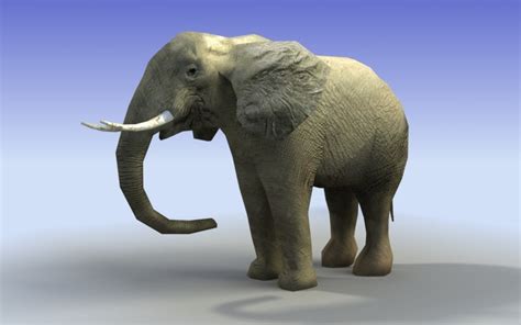 3dsmax African Elephant