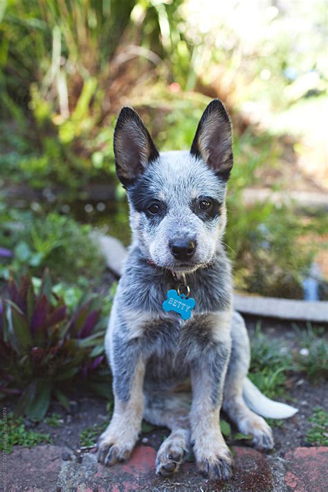 A Very Cute And Cheeky Blue Heeler Puppy In A Backyard By Stocksy