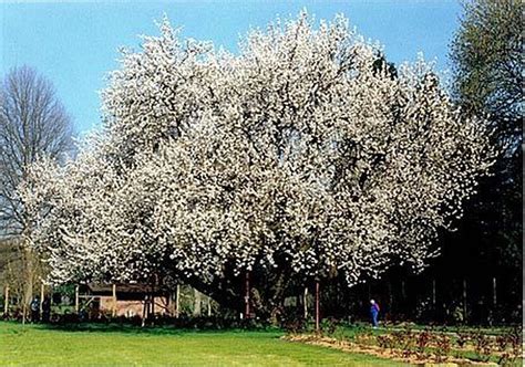 The cherry fruits of commerce are usually obtained from a limited number of species, including especially cultivars of the wild cherry, prunus avium. Oregon Heritage Tree: Owen cherry tree in Eugene ...