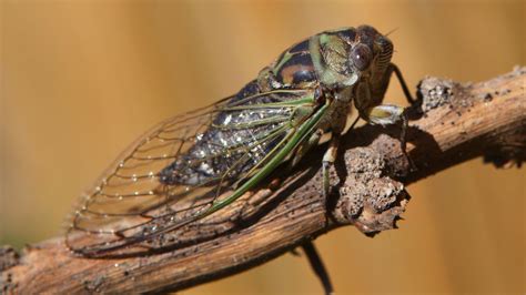 Cicadas Facts About The Loud Seasonal Insects Live Science