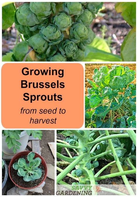 Growing Brussels Sprouts A Seed To Harvest Guide