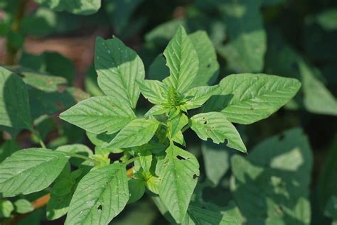 Have you ever found yourself looking at a weed in your lawn or landscaping and wonder what it is and how do i get rid of it? Palmer Amaranth | Note leaves forefront and on left ...